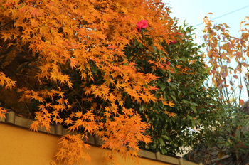Fall colors of Takenouchi Kaido (Road)