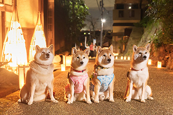 竹内街道灯路祭り賞 ： 柴犬が似合う竹内街道の風景　P.N. しばちゃん 様